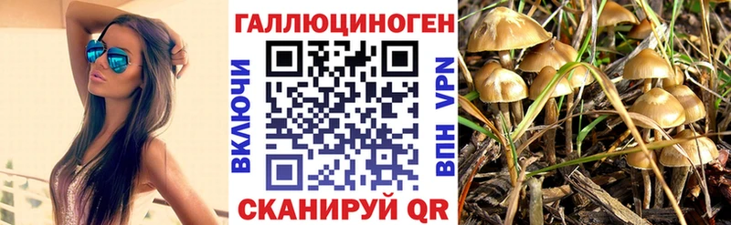 Купить  Цивильск  Псилоцибиновые грибы Cubensis 